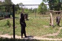 Nous avons rencontré pedobear