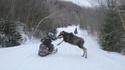 Attaque surprise sur une moto neige