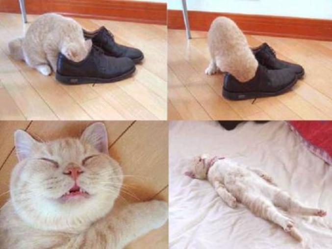 Des chaussures assez puantes pour mettre un chat KO