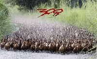 300