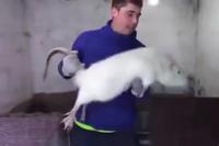 Un rat d’élevage 