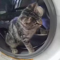 Le chat machine