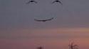 ISP