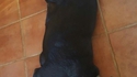 Chien de Melloctopus 