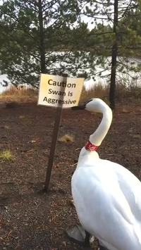 Agression signée