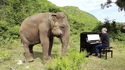 Cet éléphant aveugle danse (plus ou moins) quand on lui joue de la musique classique