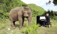 Cet éléphant aveugle danse (plus ou moins) quand on lui joue de la musique classique