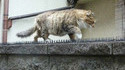 Un chat romantique