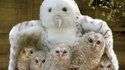 une chouette et ses petits