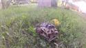 Tortues siamoises 