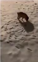 Artiste de plage 
