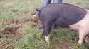 Les cochons et leur queue en tire-bouchon