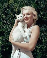 La chatte à Marilyn Monroe