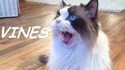 Chats drôles - Vines