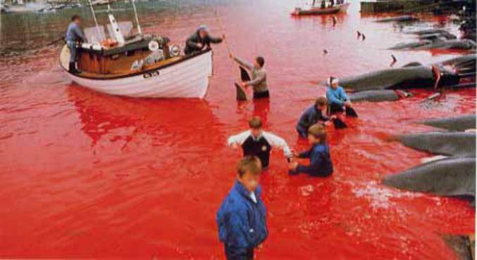 Aux îles Feroé, la pêche de globicéphale est un vrai massacre.