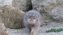 Cat finds out his place is bugged. 