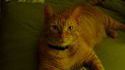 Le business du lolcat