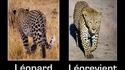 Léopard...