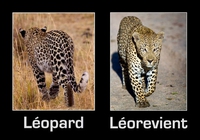Léopard...