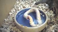 Serpent ouroboros