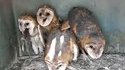 Gang de chouettes