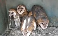 Gang de chouettes