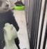 pouf le panda