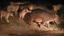 Groupe de lions s'attaquant à un hippopotame