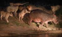 Groupe de lions s'attaquant à un hippopotame