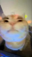 Cat Club