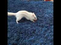 Scrat a encore des progrès a faire