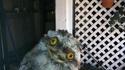 Hello hibou