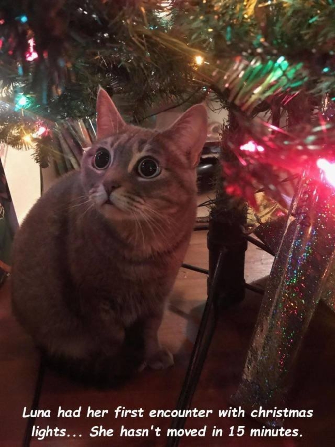 Luna et les lumières de Noël. 15 minutes de blocage.