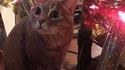 Un chat et Noël