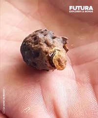 Longue vie à la reine