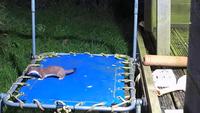 La belette et le trampoline