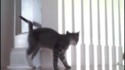 Réaction étrange d'un chaton