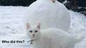 Chat pas content