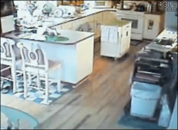 Réaction d'un chat à un tremblement de terre