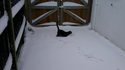 Un chat découvre la neige