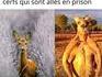 Thug life Australie 
