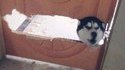 Shining Dog