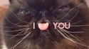 Mylo loves you