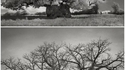 Les Ents, ces vieilles branches