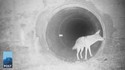 Le coyote attend son copain le blaireau