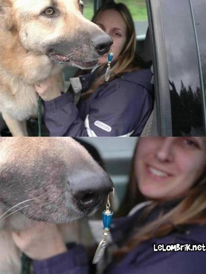 Un chien qui a une boucle de nez.