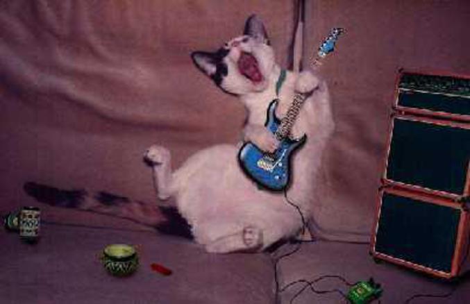 Un chat qui fait du rock