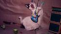 Chat rockeur