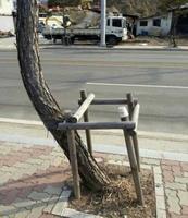 Ou c'est l'arbre qui est un rebelle, ou c'est la DDE locale qui est incompétente