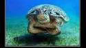 Tortue pas fâchée